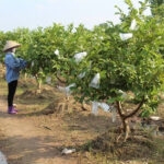 Đất trồng cây lâu năm là gì?
