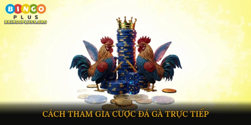 Cược đá gà trực tiếp nhanh chóng