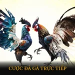Cược đá gà trực tiếp