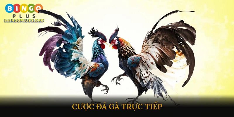 Cược đá gà trực tiếp
