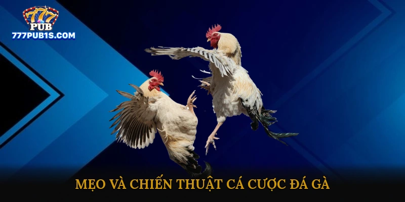 Trực tiếp đá gà campuchia hấp dẫn