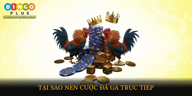 Cược đá gà trực tiếp nhanh chóng