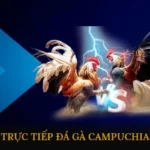 Trực tiếp đá gà Campuchia