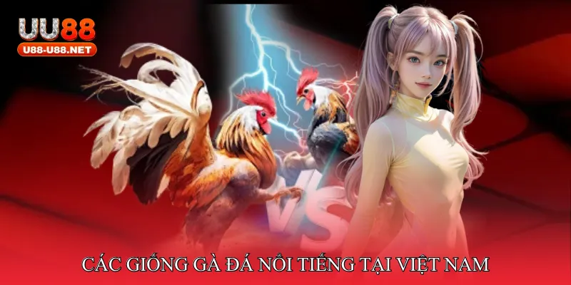 Đá Gà Kê Chiến Bất Bại