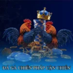 Đá gà chiến pháp cận chiến