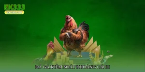 Đá gà kiểm soát khoảng cách