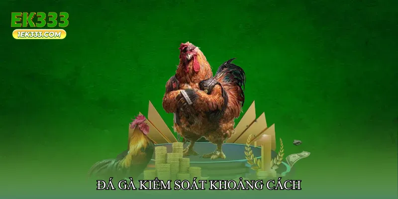 Đá gà kiểm soát khoảng cách