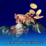 Đá gà nhịp đá chuẩn mực