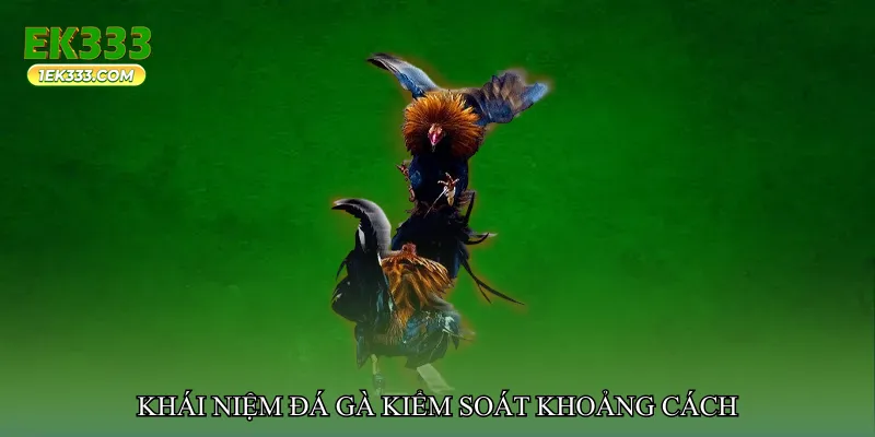 Đá gà kiểm soát khoảng cách