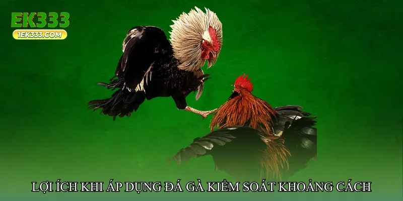 Đá gà kiểm soát khoảng cách