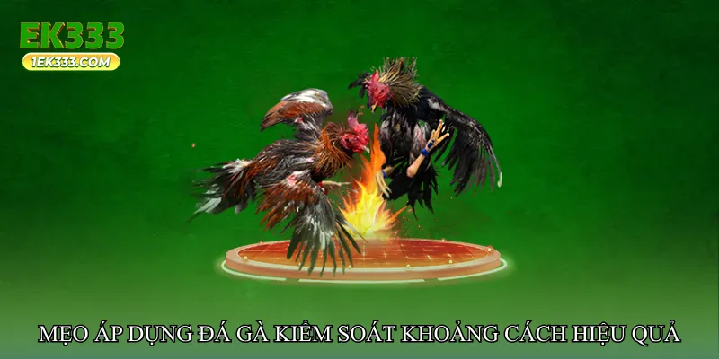 Đá gà kiểm soát khoảng cách